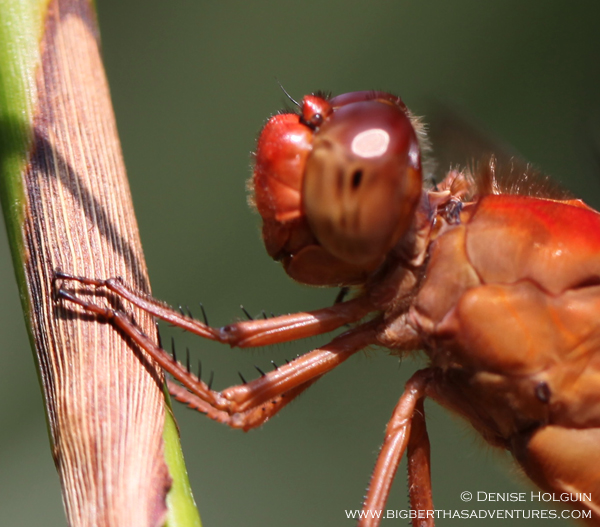 Big Bertha's Adventures