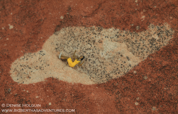 A rock's 1100+ mile journey