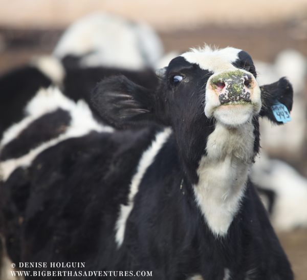 Big Bertha's Adventures