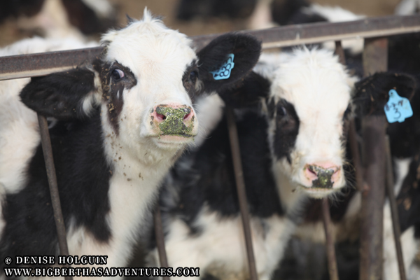 Big Bertha's Adventures