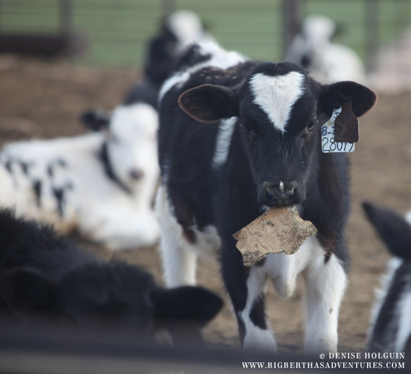 Big Bertha's Adventures