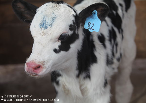 Big Bertha's Adventures