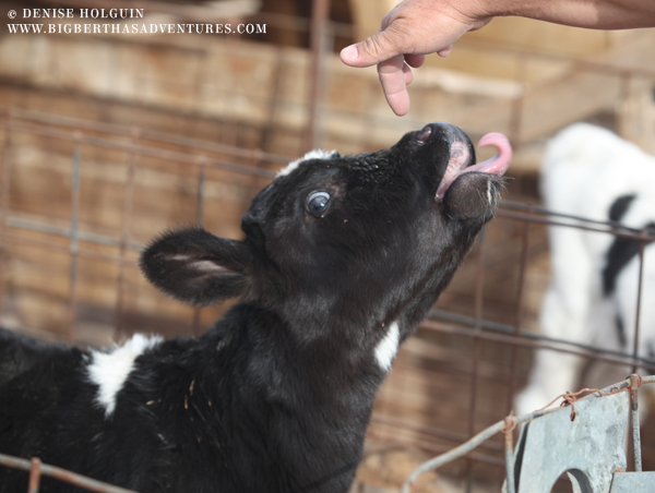 Big Bertha's Adventures