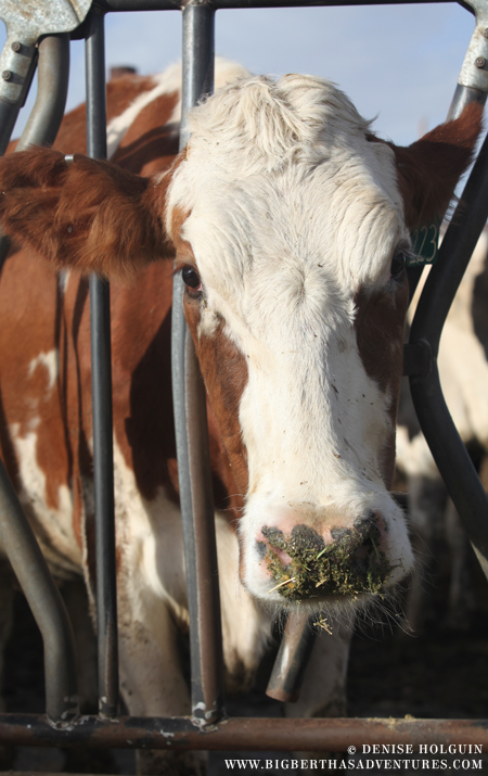 Big Bertha's Adventures