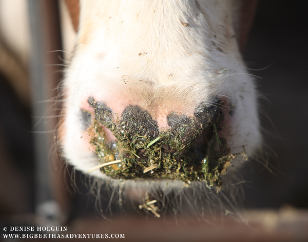 Big Bertha's Adventures