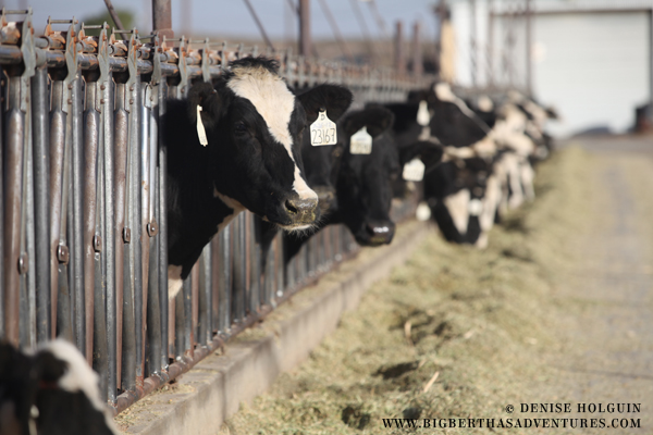 Big Bertha's Adventures