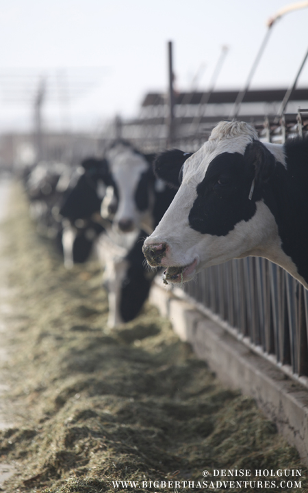 Big Bertha's Adventures