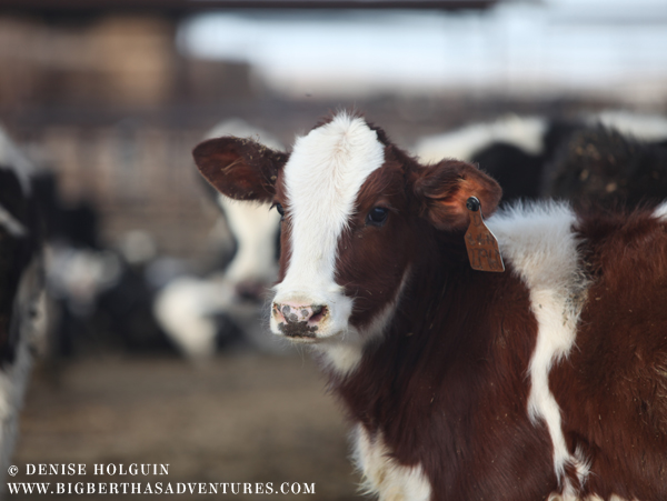 Big Bertha's Adventures