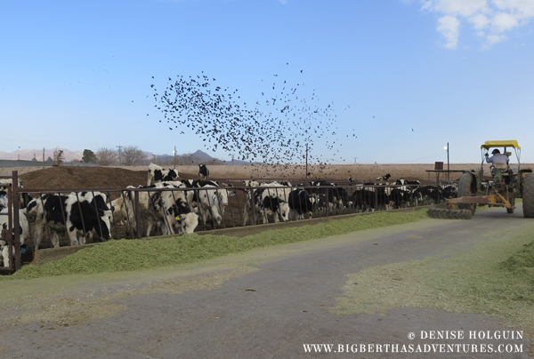 Big Bertha's Adventures