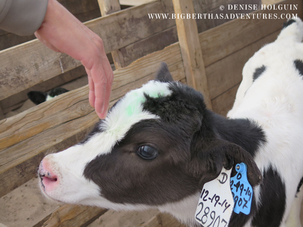 Big Bertha's Adventures