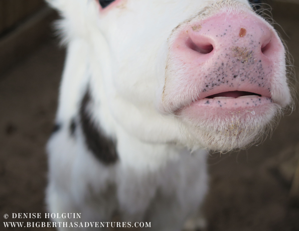 Big Bertha's Adventures