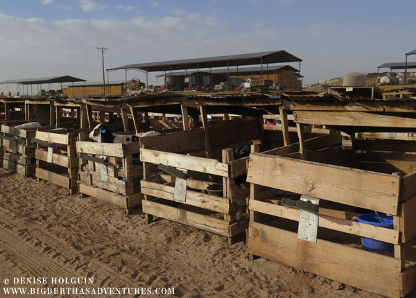 Big Bertha's Adventures