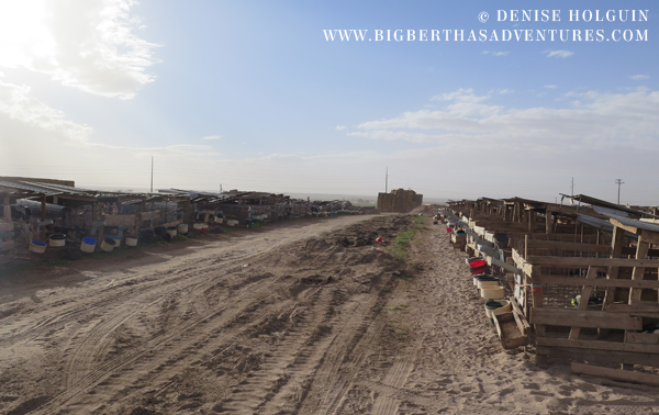 Big Bertha's Adventures