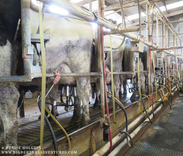 Big Bertha's Adventures