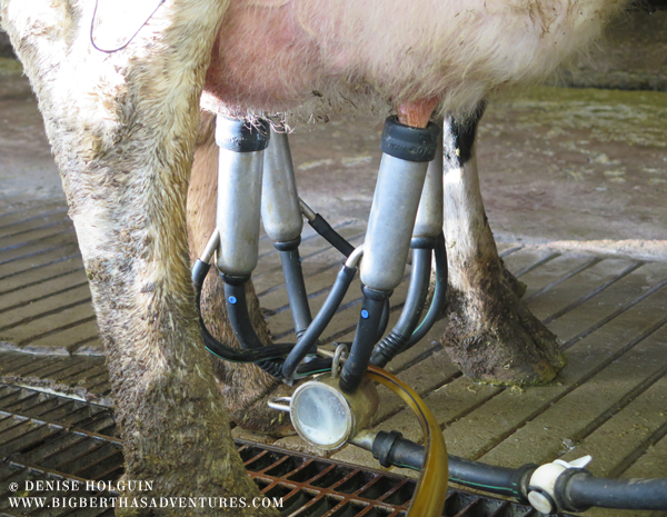 Big Bertha's Adventures