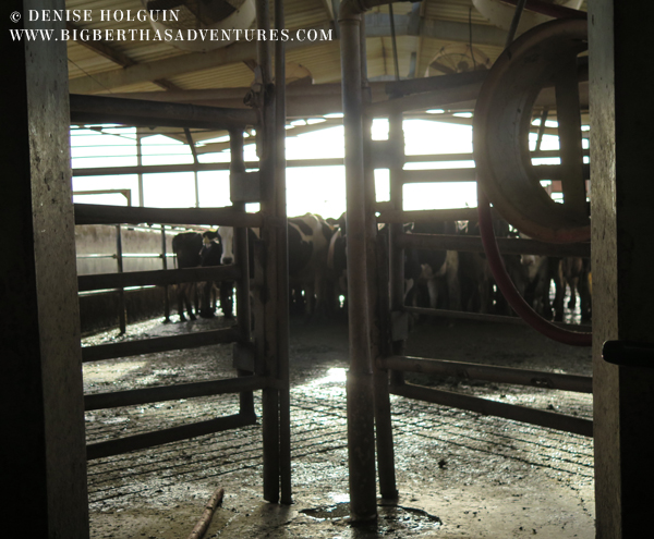 Big Bertha's Adventures