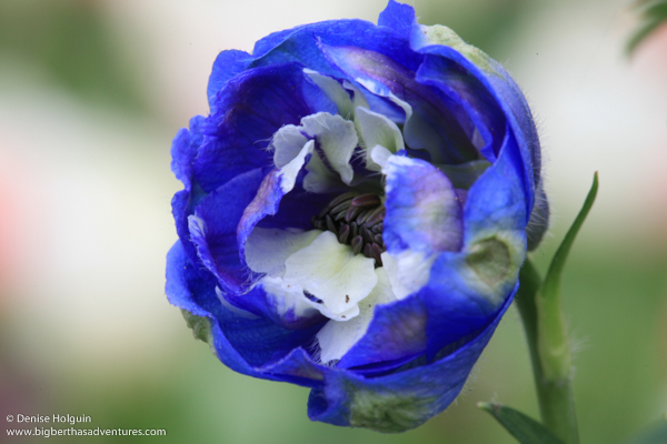 Big Bertha's Adventures