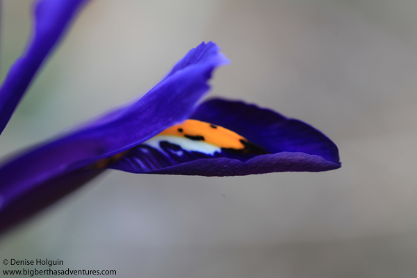 Big Bertha's Adventures