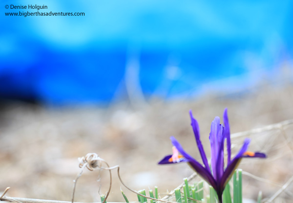 Big Bertha's Adventures