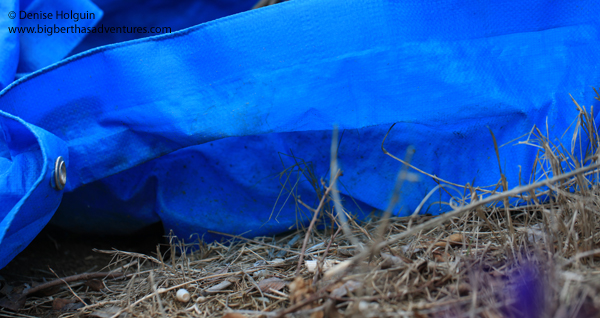 Big Bertha's Adventures