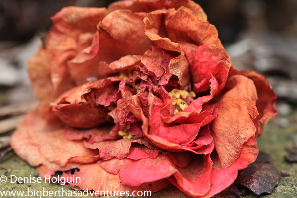 Big Bertha's Adventures