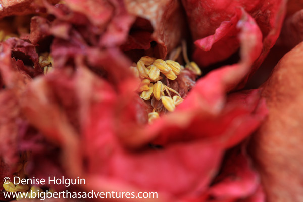 Big Bertha's Adventures