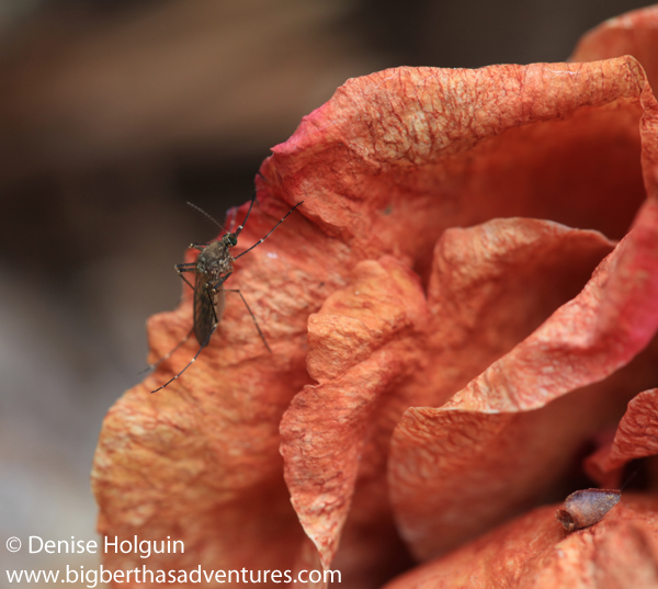 Big Bertha's Adventures