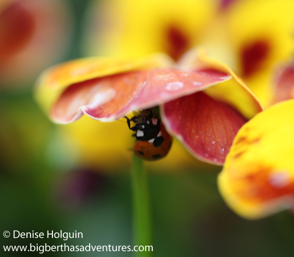 Big Bertha's Adventures