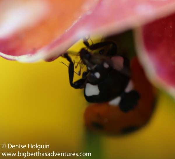 Big Bertha's Adventures