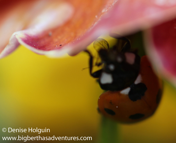 Big Bertha's Adventures