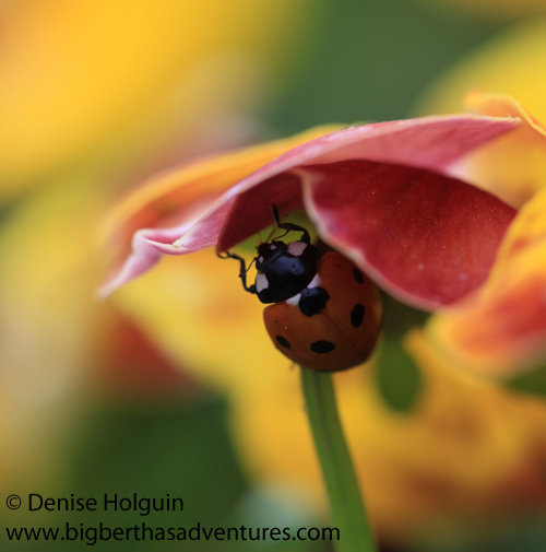 Big Bertha's Adventures