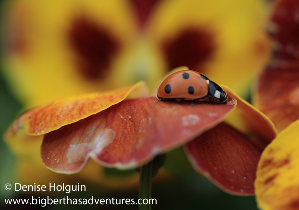 Big Bertha's Adventures