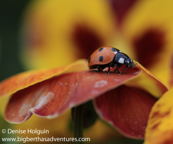 Big Bertha's Adventures