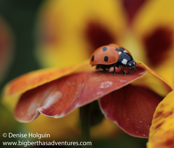 Big Bertha's Adventures