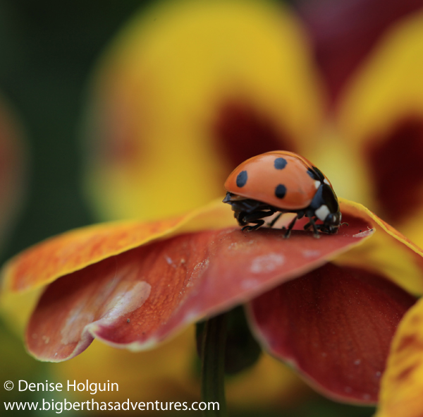 Big Bertha's Adventures