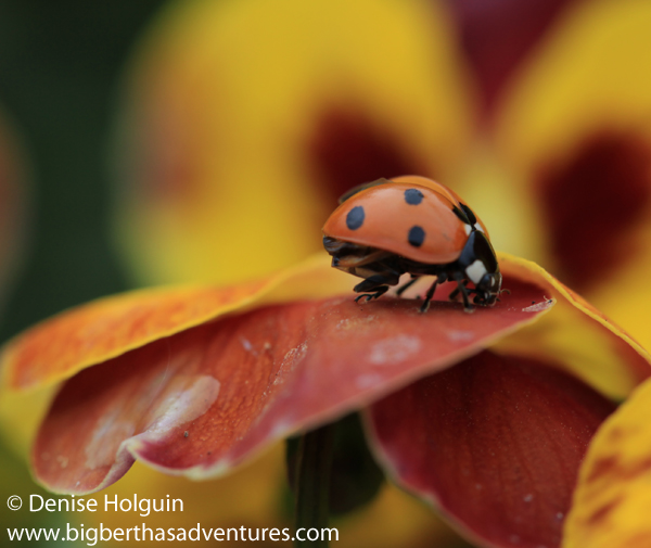 Big Bertha's Adventures