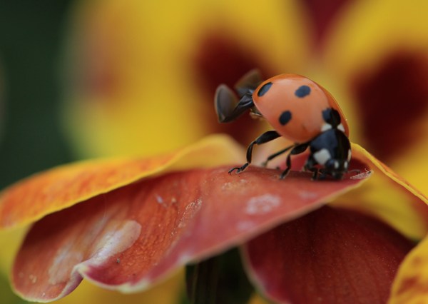 Big Bertha's Adventures