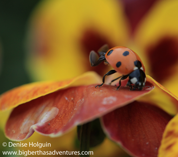 Big Bertha's Adventures