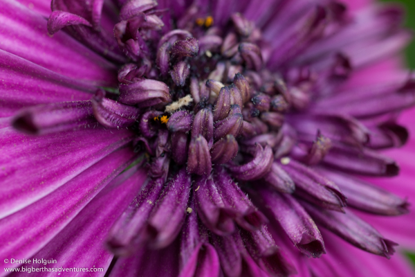 Big Bertha's Adventures