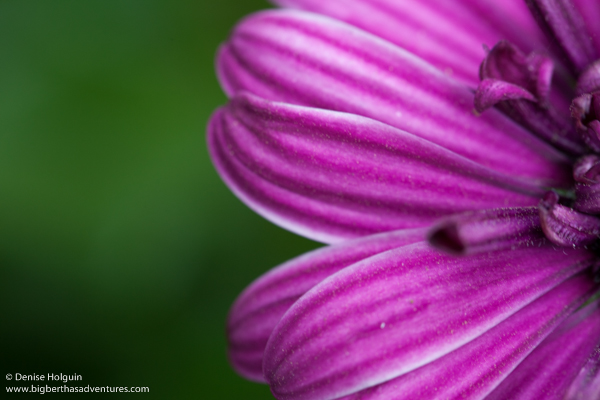 Big Bertha's Adventures