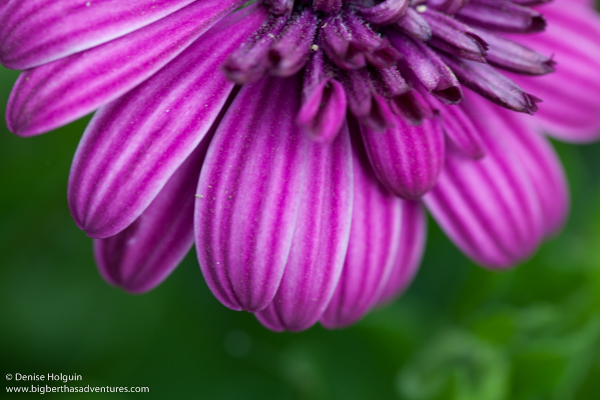 Big Bertha's Adventures