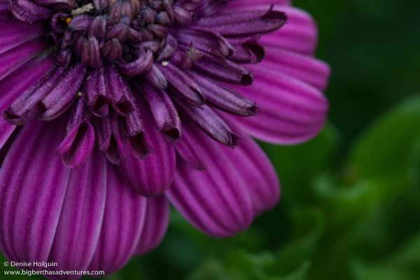 Big Bertha's Adventures