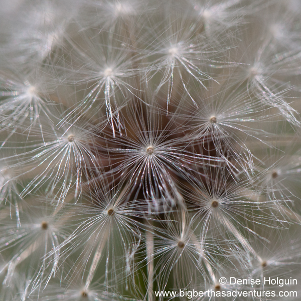 Big Bertha's Adventures