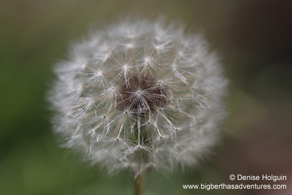 Big Bertha's Adventures