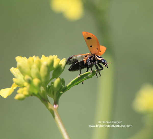 Big Bertha's Adventures