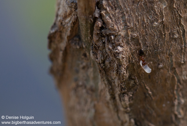 Big Bertha's Adventures