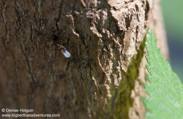 Big Bertha's Adventures