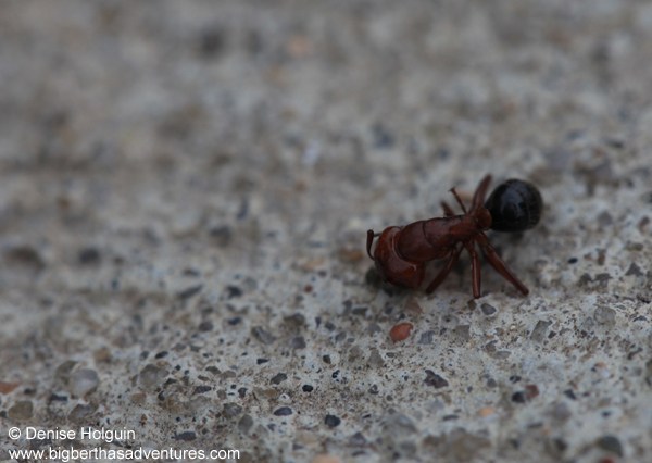 Big Bertha's Adventures