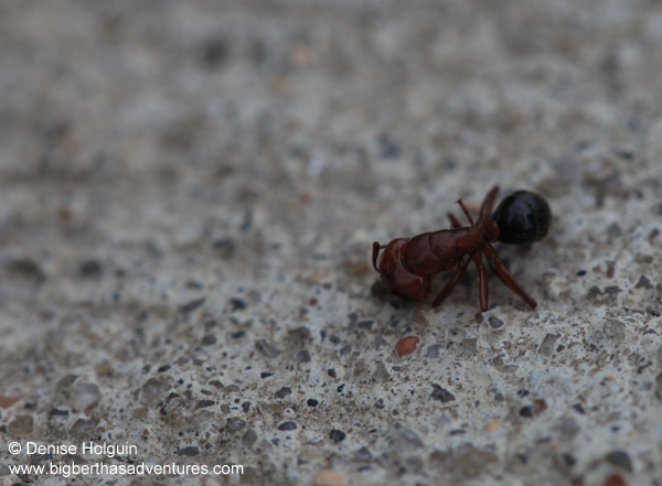 Big Bertha's Adventures