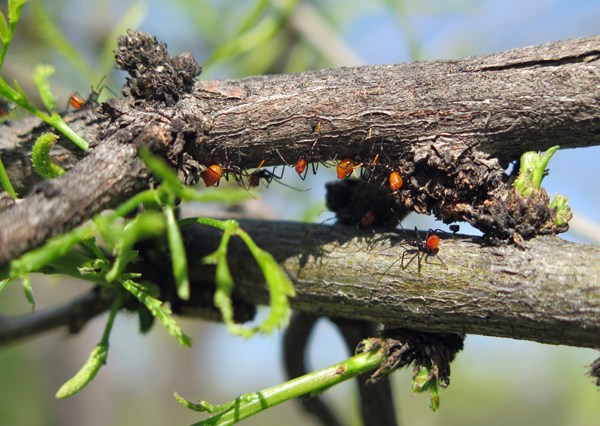 Big Bertha's Adventures